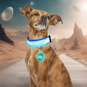 Collar Para Mascota Iluminado Con Luz Led y Bola Led RGB