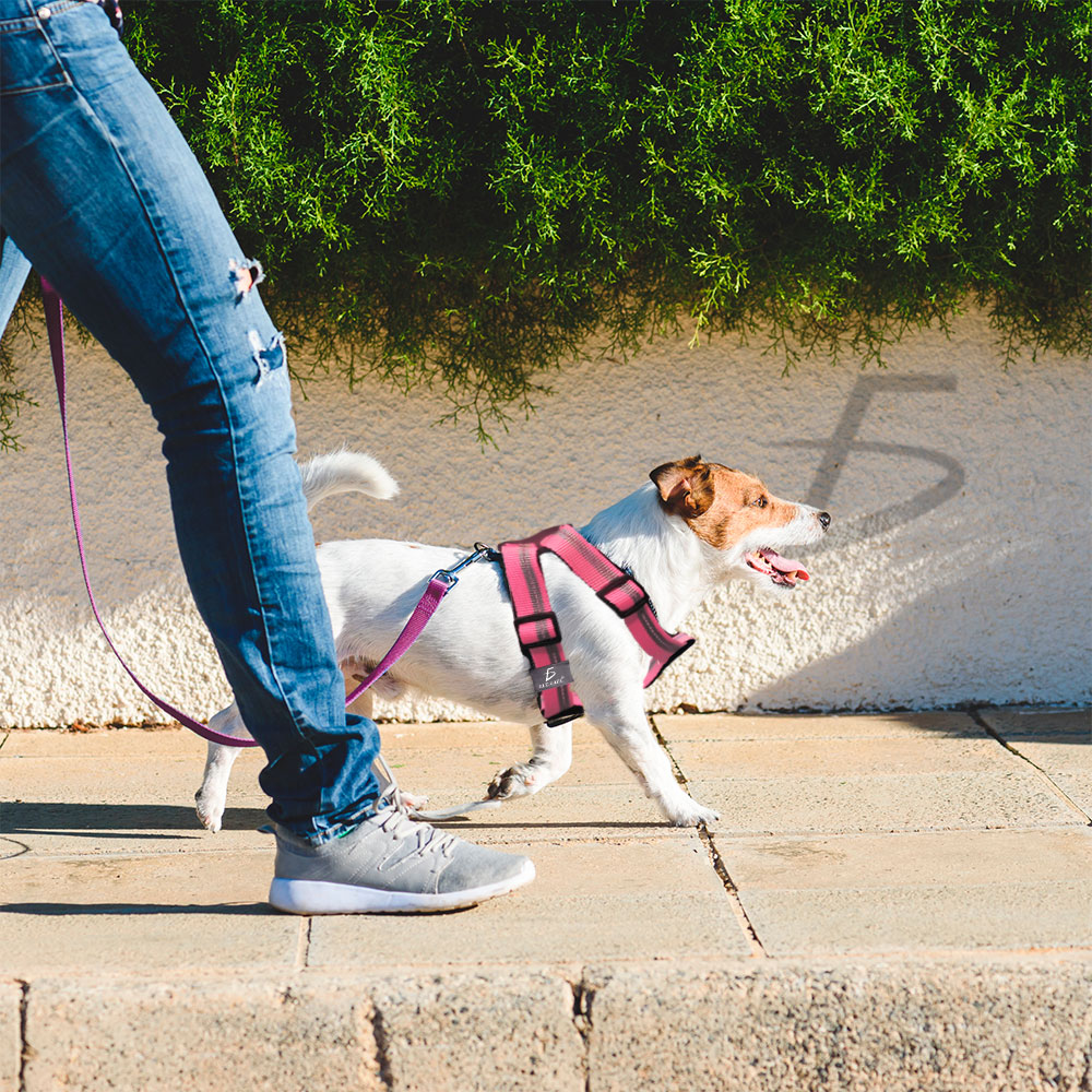 Arnés Ajustable para Perros Pequeños y Medianos - Paseos Cómodos y Seguros  - ELE-GATE